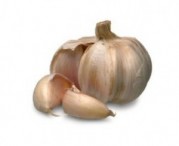 garlic_bulb-300x244