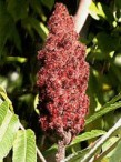 rtyphinaflower2