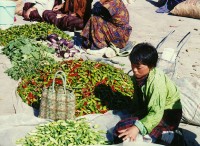 bhutanchilis