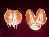 800px-Navel_orange_sectioned