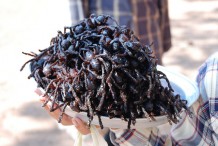 cambodia spiders