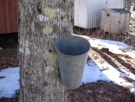 800px-Maple_syrup_bucket