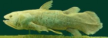 800px-Latimeria_Chalumnae_-_Coelacanth_-_NHMW