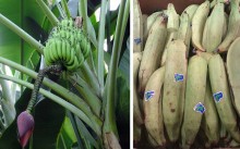 Bananas_plantains