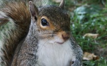 Squirrel