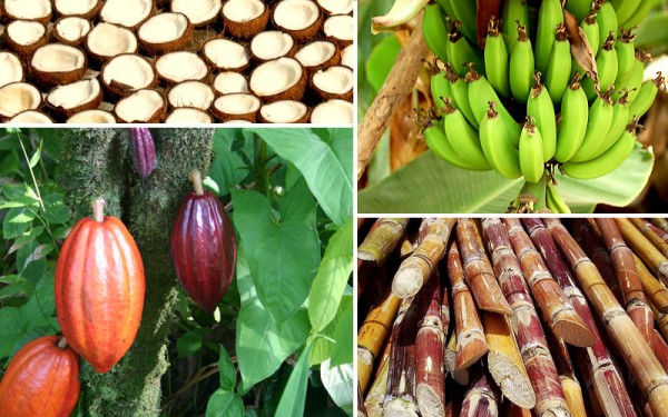 Fijian Dishes