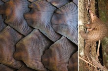 pangolin