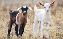 Goats