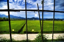 RicePaddy