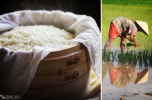 Planting Rice in Laos. Photo by Ondřej Žváček.