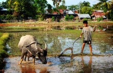 Child with water buffalo. Photo by Paulrudd.