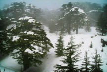 The Cedar Forest in Al Arz, Lebanon. Photo by Aboluay.