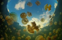 Jellyfish Lake. Photo by Anaxibia.