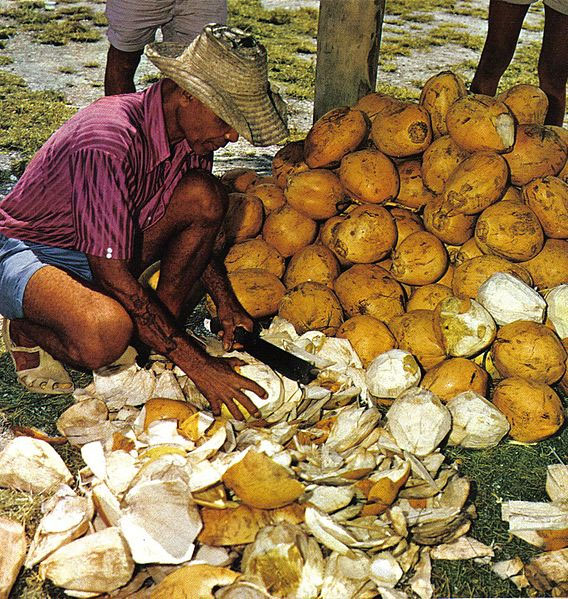 Cutting open young coconuts for drinking, Seychelles. Photo by  Dino Sassi.