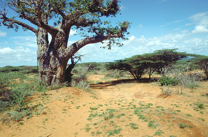 A scenic photograph of a tree near Kismayo, Somalia. -SGT. G.D. ROBINSON