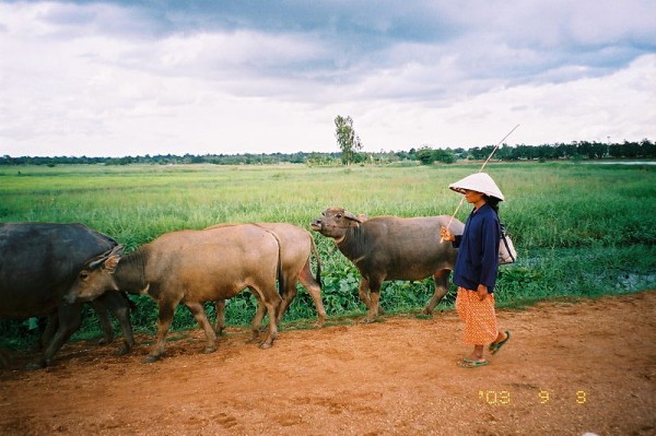 Water buffalos in Thailand. Photo by Torikai Yukihiro