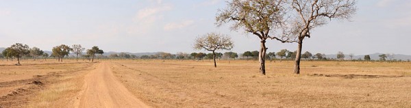 A panorama of the Mikumi National Park in Tanzania. Photo by Muhammad Mahdi Karim.