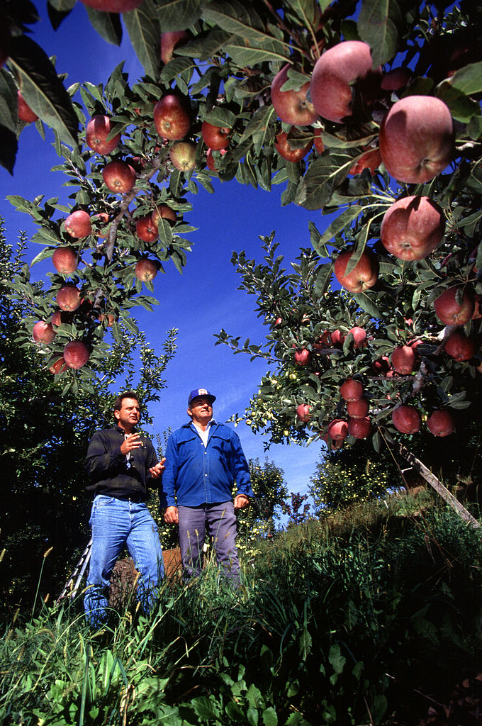 Apple orchard near West Parker Heights, Washington. Photo by  the Agricultural Research Service.
