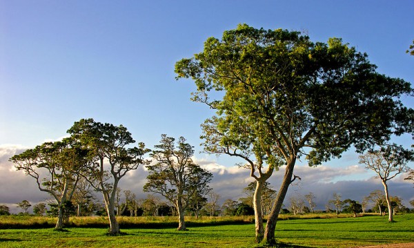 Port Vila treescape, Vanuatu. Photo by Phillip Capper.