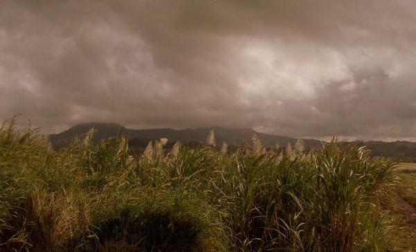 Field of sugarcane in Triangle. Photo by Macvivo.