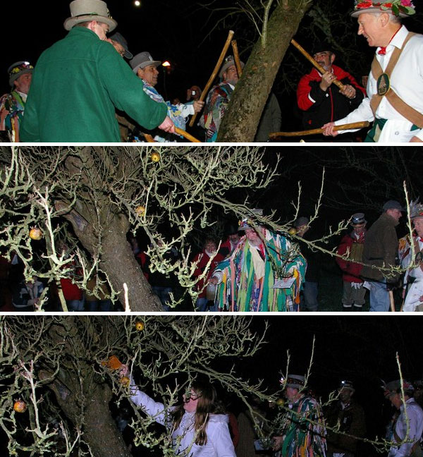 From top to bottom: Beat the evil out of the apple tree with sticks, Sprinkle the roots with wassail, and have a pure person hang cider soaked toast from the tree (the toast will soak up any remaining evil from the tree, which the birds will then eat and carry away. It all ends with singing! Photos by Glyn Baker