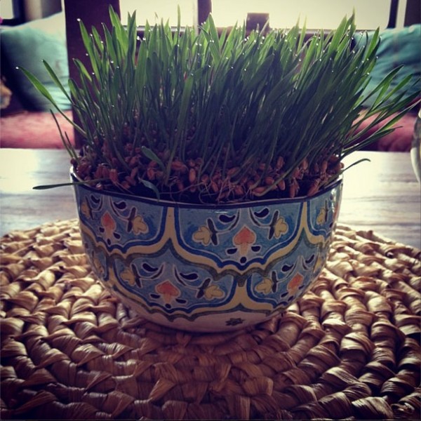 nowruz-haftseen-wheat-germ