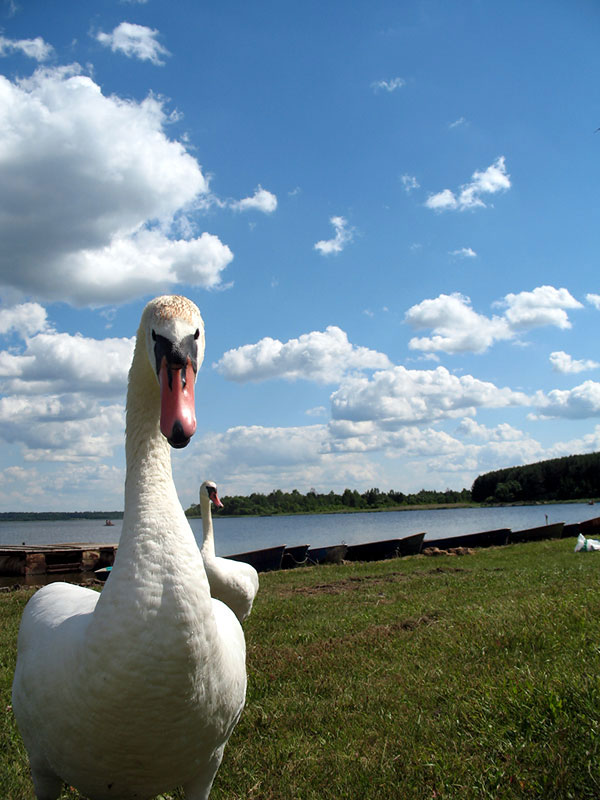 Swans on the beach beside the Dryviaty tourist centre near Braslaŭ, Belarus. Photo by Andrej Kuźniečyk.