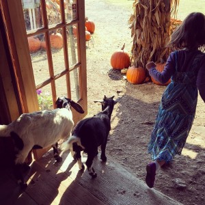 Ava with pygmy goats