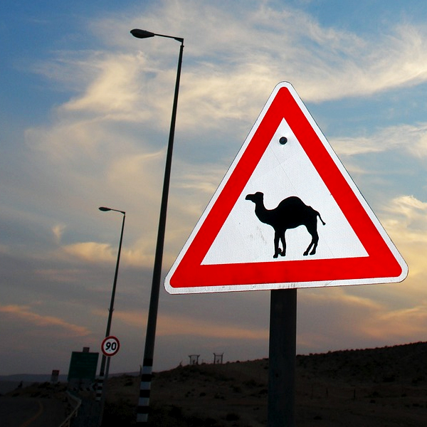 Camel Crossing. Photo by josefstuefer.