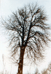 Animation of a Chestnut tree's 365 day growth throughout 1979 in Lund, Sweden.