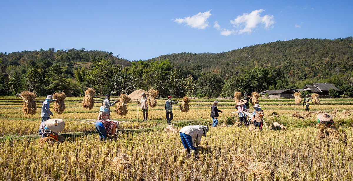 "Rice farmers Mae Wang Chiang Mai Province" by Takeaway - Own work. Licensed under CC BY-SA 4.0 via Wikimedia Commons - https://commons.wikimedia.org/wiki/File:Rice_farmers_Mae_Wang_Chiang_Mai_Province.jpg#/media/File:Rice_farmers_Mae_Wang_Chiang_Mai_Province.jpg