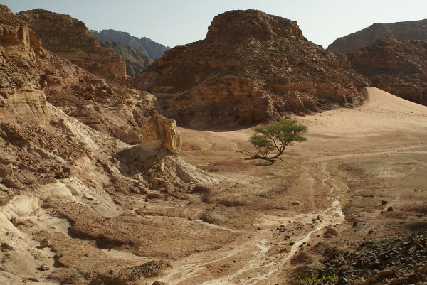 Looking down into a wadi on the Sinai Peninsula, Egypt. A tree of an unidentified species of Acacia (possibly Acacia tortilis) grows even in this arid environment. Photo by Florian Prischl.